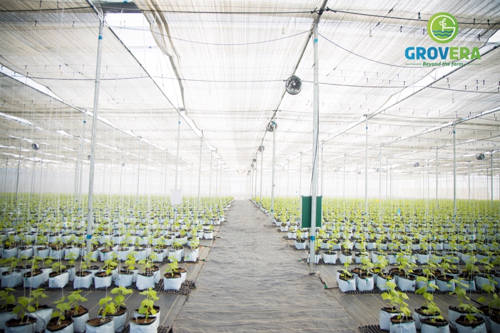 Monsoon preparation at Grovera Farms