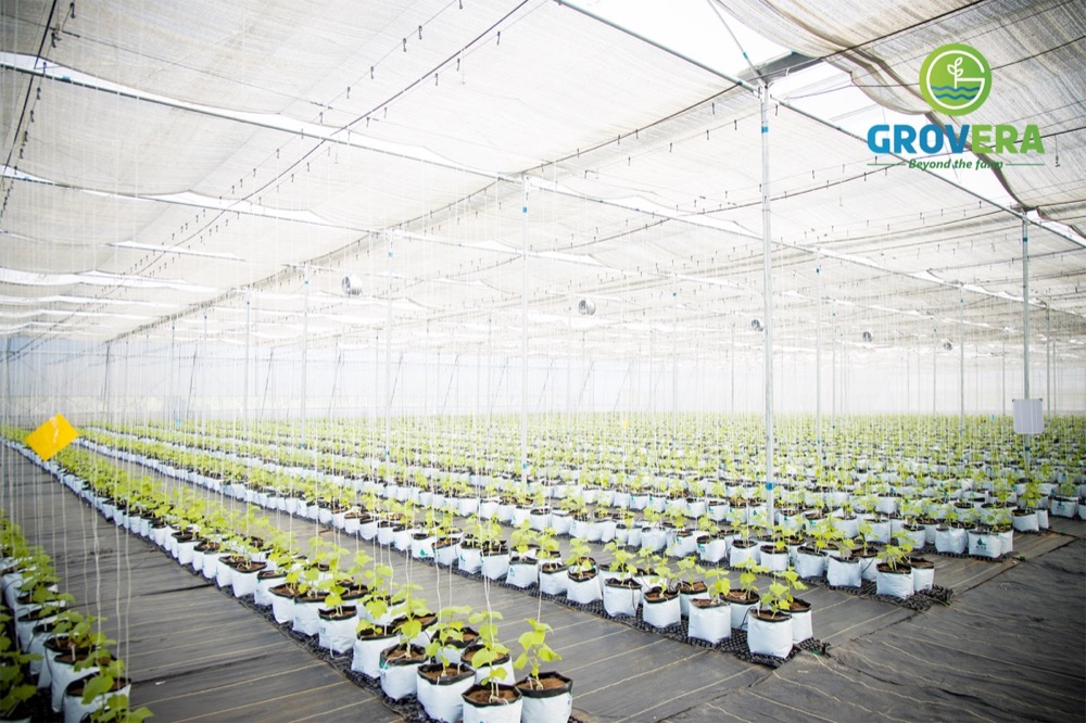 Inside NVPH Zone 3 at Grovera Farms showing rows of Italian basil and herbs under protected cultivation