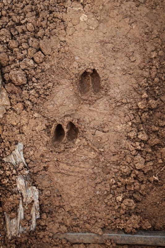 A deer walks through the Grovera Farms polyhouse — farm life story Raver Maharashtra