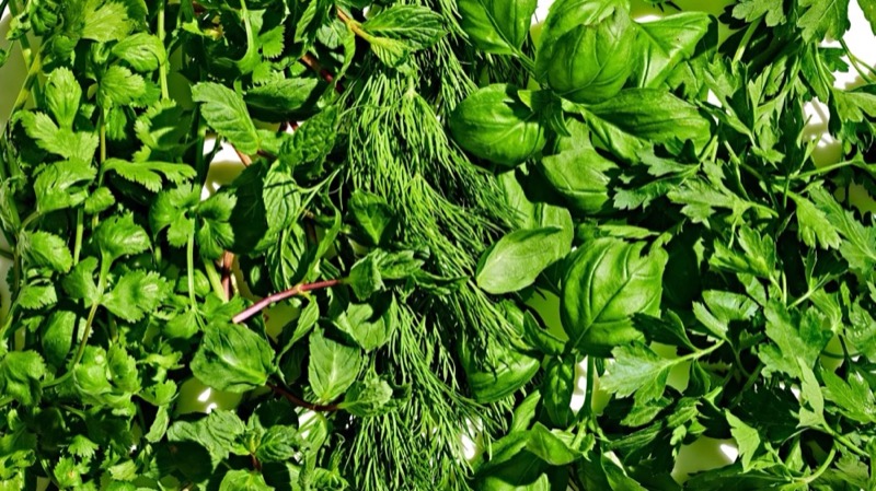 Growing exotic herbs in NVPH polyhouse Maharashtra