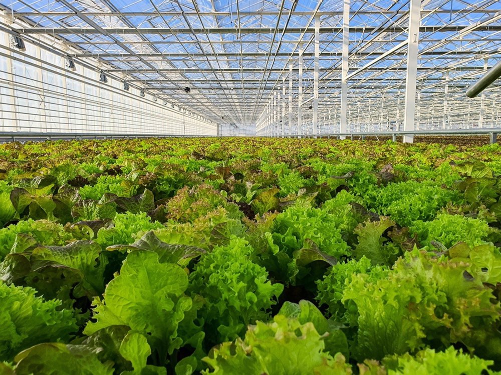 Grovera Farms Raver Maharashtra — Protected Cultivation and Fresh Produce