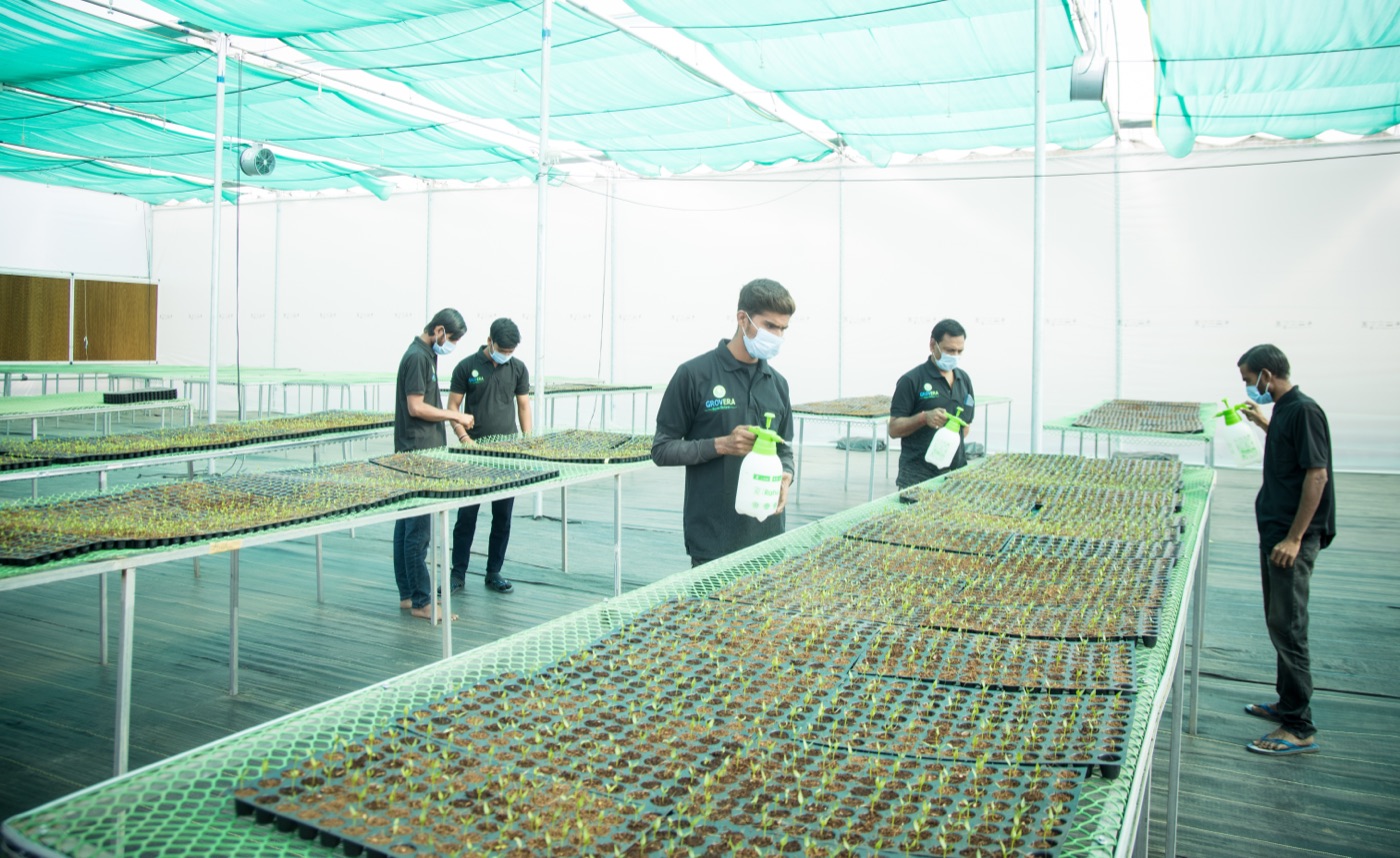 Organic seedlings in trays at Grovera Farms nursery