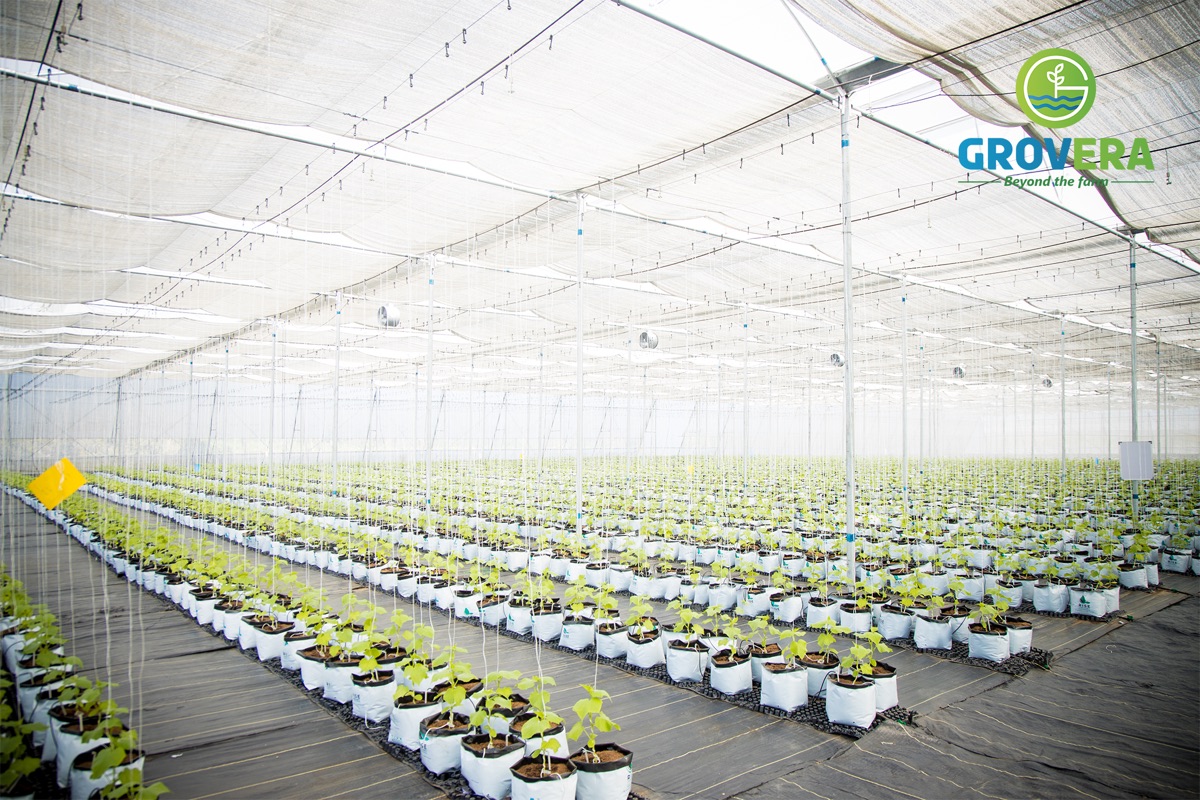 Fresh culinary herbs growing in Grovera Farms NVPH