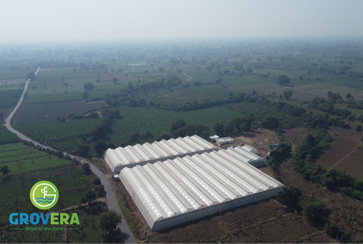 Rows of baby spinach in Grovera Farms polyhouse